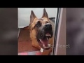 Funny Dog Video 2018