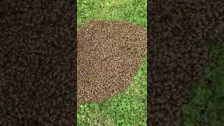 IMG 0345