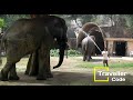 African and Asian elephants in National Zoological Park (Delhi Zoo)