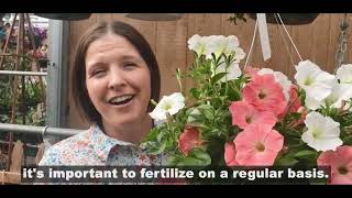 Plant Talks: Tips for Caring for Hanging Baskets