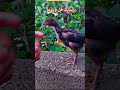 ustad ahmad ali new breed #aseelmurga #mianwaliaseels #rooster #ustadahmadali
