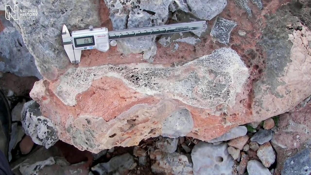 museums in london Identification of the world's smallest mini mammoth | Natural History Museum