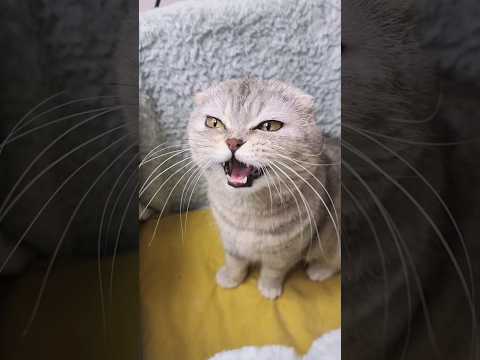 Кошка Хлоя громко