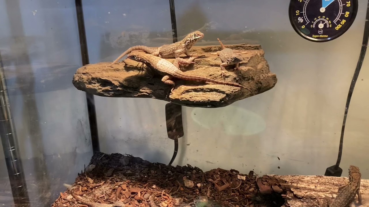 Feeding My Curly-Tailed Lizards