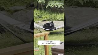Mischievous Bear Lounges in Backyard Hammock #shorts