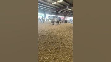 MGA Spring Dairy Goat Show Nubians