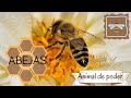 🐝Animal espiritual: 🐝Abejas. /Medicina de los animales. /Qué mensaje traen las abejas a tu casa?