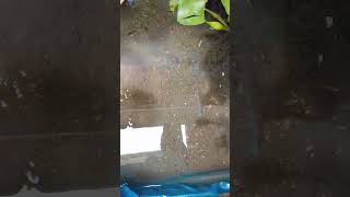 Mix Guppy Fish baby tank. #guppyfishtank #guppy #fish #yt #shorts #fishtank #guppyfish #gappy #song.
