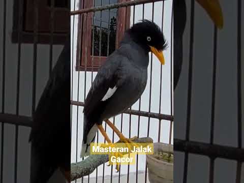 Jalak kebo Betina Memanggil Jantan@DJEtoy