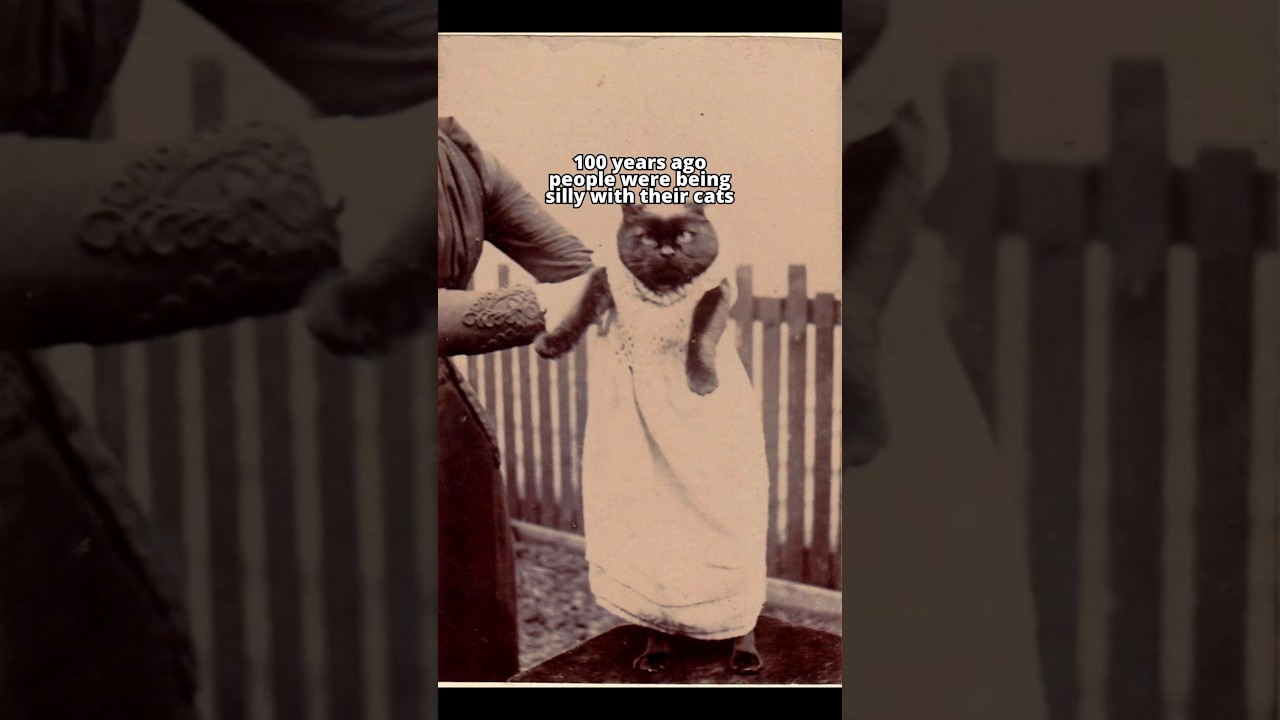 The cats played their roles spectacularly