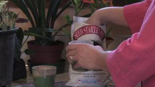 Gardening: Caring for Plants : How to Grow Grass Seed in a Clay Pot