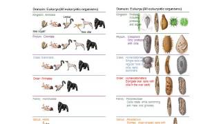BI280 Chapter 1 The Main Themes of Microbiology - Part 3 of 3