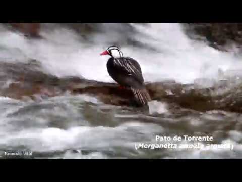 Aves del Parque Nacional Nahuel Huapi