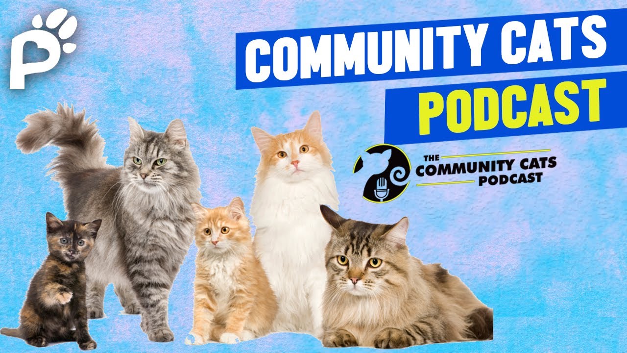 Community Cats Podcast | Stacy Lebaron | Pawareness Podcast Ep. 6