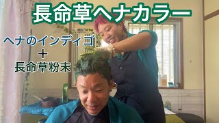 【与那国島】長命草ヘナカラーで白髪染め