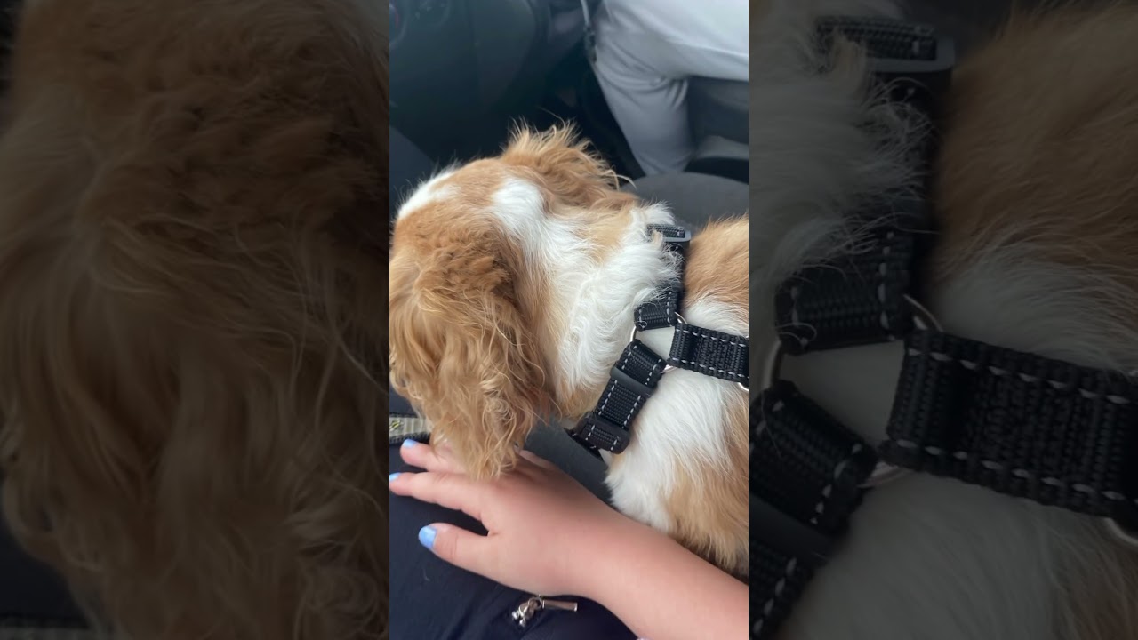 10 subs till 800!!! TYSM!! 