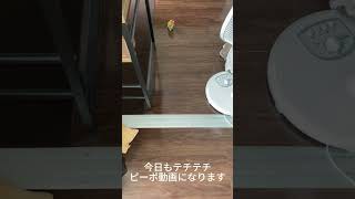 てちてちぴーちょ by ピーポチャンネル 416 views 10 months ago 1 minute, 41 seconds