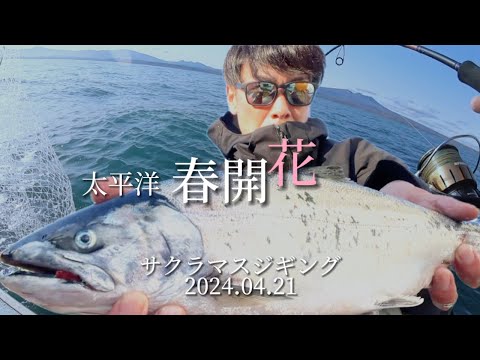 サクラマスジギング春の陣【最新版】青マス・キングも狙える鱒ラッシュ