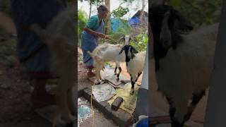 ആട് ജീവിതം kannur goat goatfarming travel tourism kerala shortvideo shorts viral short