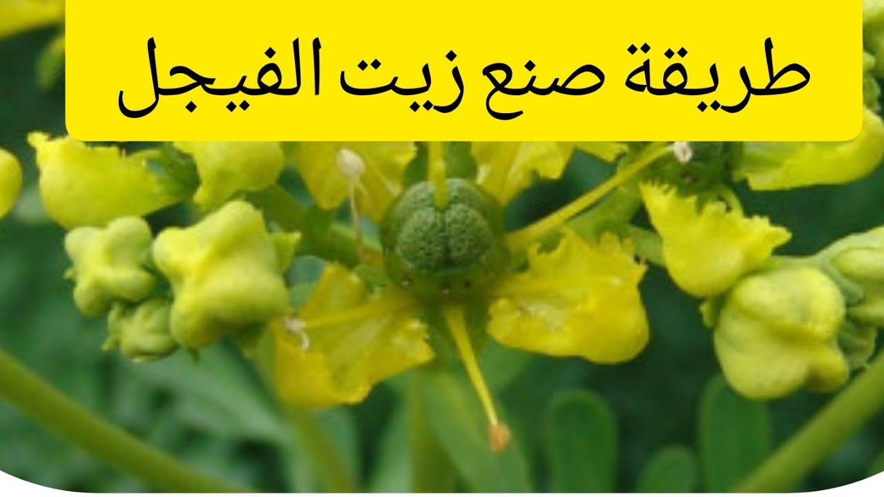 نبتة الشذاب