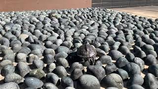 【我的寵物龜龜】烏龜天堂路