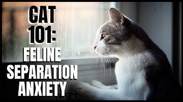 Cat 101: Feline Separation Anxiety