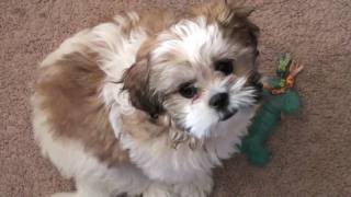 A short video of my puppy playing around a bit!
