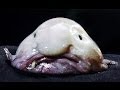 7 Real-Life Monsters