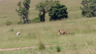 Cheetah Catches Up To Gazelle With Relative Ease