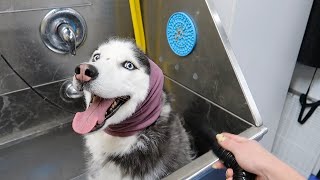 Taking my 8 year old husky to the dog wash for the FIRST time! by The Husky Fam 35,946 views 2 years ago 5 minutes, 13 seconds