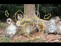 baby monkey playing with brother, monkey find lice,monkey grooming,monke...