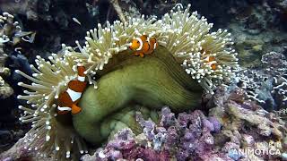 Scuba Diving Tunku Abdul Rahman Park Kota Kinabalu Sabah Borneo