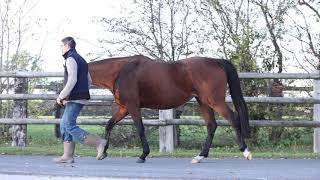 2020 Breeding Stock Sale - Lot 177 m. INCROYABLE (Singspiel x Soft Pleasure) screenshot 5