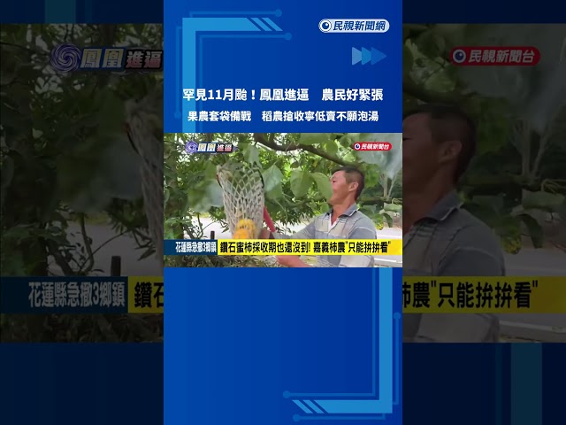 罕見11月颱!鳳凰颱風進逼 農民急搶收自救－民視新聞