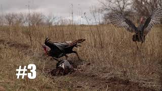 Four turkey kill shots WITH A BOW in UNDER A MINUTE