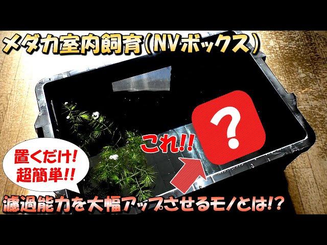 メダカ飼育】NVボックスに「あるモノ」を入れるだけで濾過能力が爆