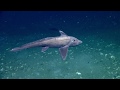 Creatures of the Deep Sea: Short Nose Chimaera (Chimaeridae).