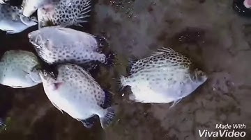 Miền tây sông nước năm căn cà mau