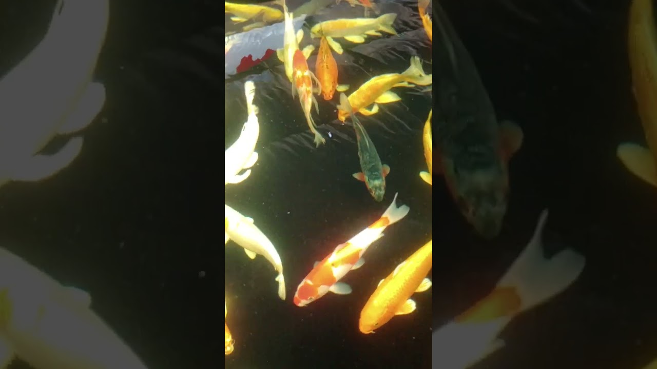 Clearwater Ponds and Aquatics Narvon Pennsylvania