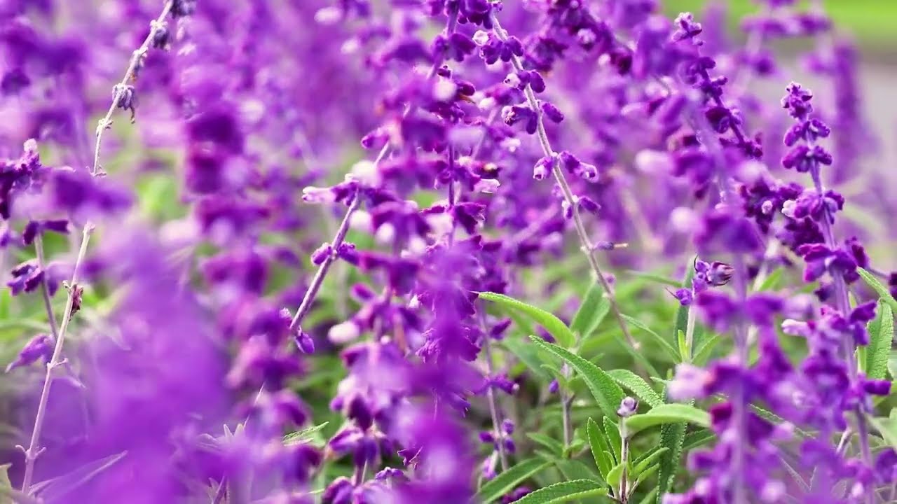 أفضل 10 نباتات عطرية لمنزلك 🌿 برائحة العطور الطبيعية!