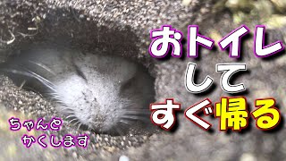 おしっこする為だけに出てきて？【ハムスター/土飼育/飼い方/かわいい/ペット/小動物/Keeping hamsters in the soil】