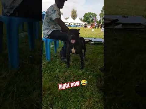 who is a good boy 😺 #shorts #dog by Dogs Of Africa