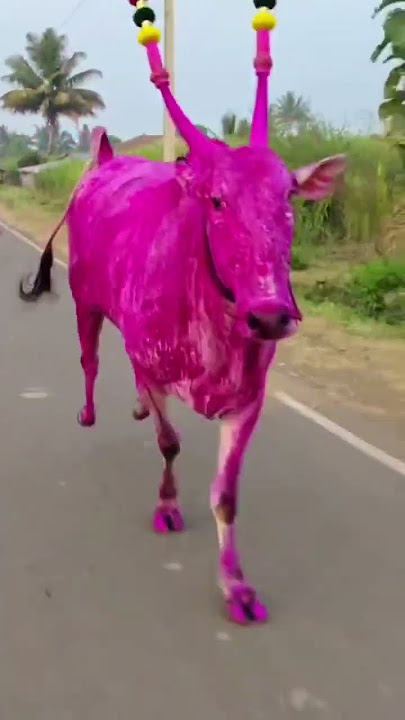 Kamaladinni dali || ಕಿಲ್ಲಾರಿ ಹೋರಿ.... 😍✌ #karnataka #bull #trending #cow #love #like #sucbcribe