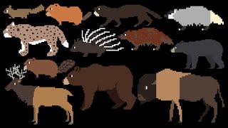 North American Forest Mammals 2 - @TheKidsPictureShow 