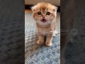 How does a tiger roar?