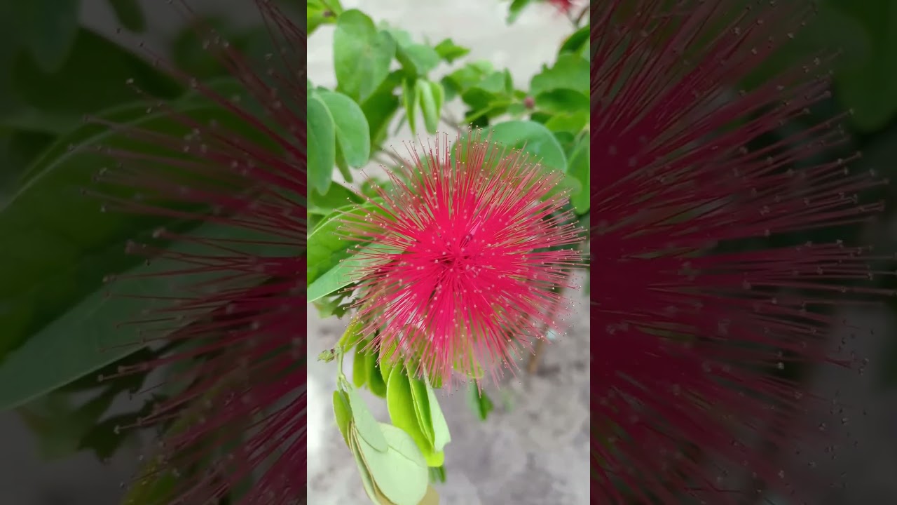 Calliandra Haematocephala | Powder Puf | Joe Garden