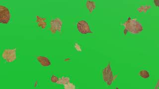 4K Green Screen Falling Leaves | Free Footage