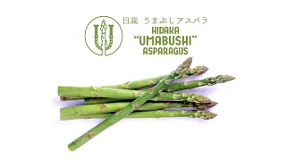 その長さ規格外!“うまぶしアスパラ” 『競走馬の馬糞と日高昆布 その長さ規格外!“うまぶしアスパラ” 『競走馬の馬糞と日高昆布