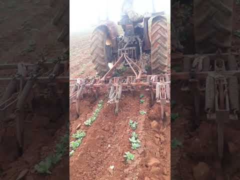 الطريقة الجيدة لفلاحة الفول عند اخونا ابو بلال مختار كعيبة ريف اخترين