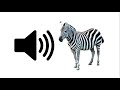 Zebra  sound effect  prosounds